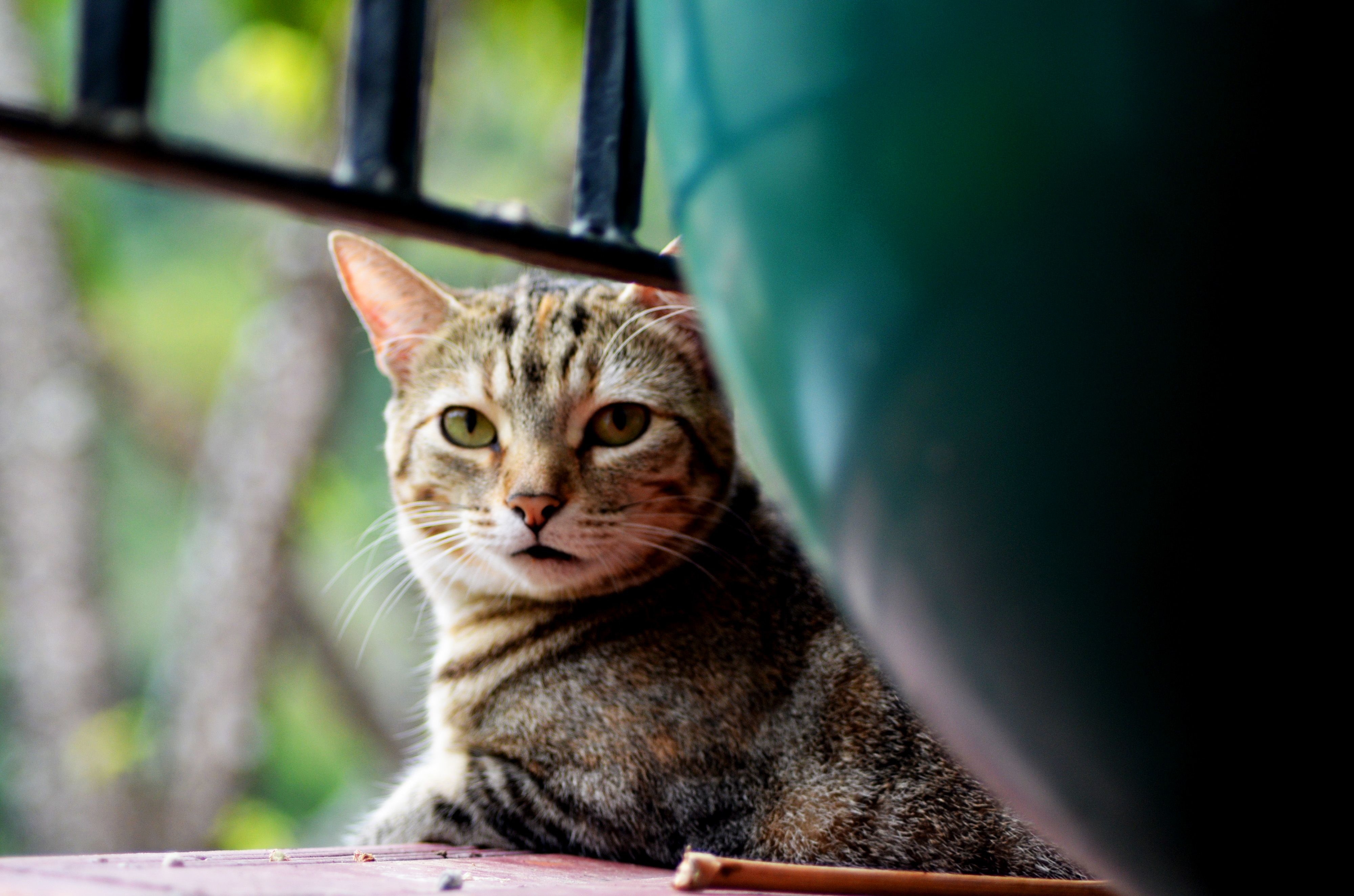 Nicole Tang cat photography of a lounging cat