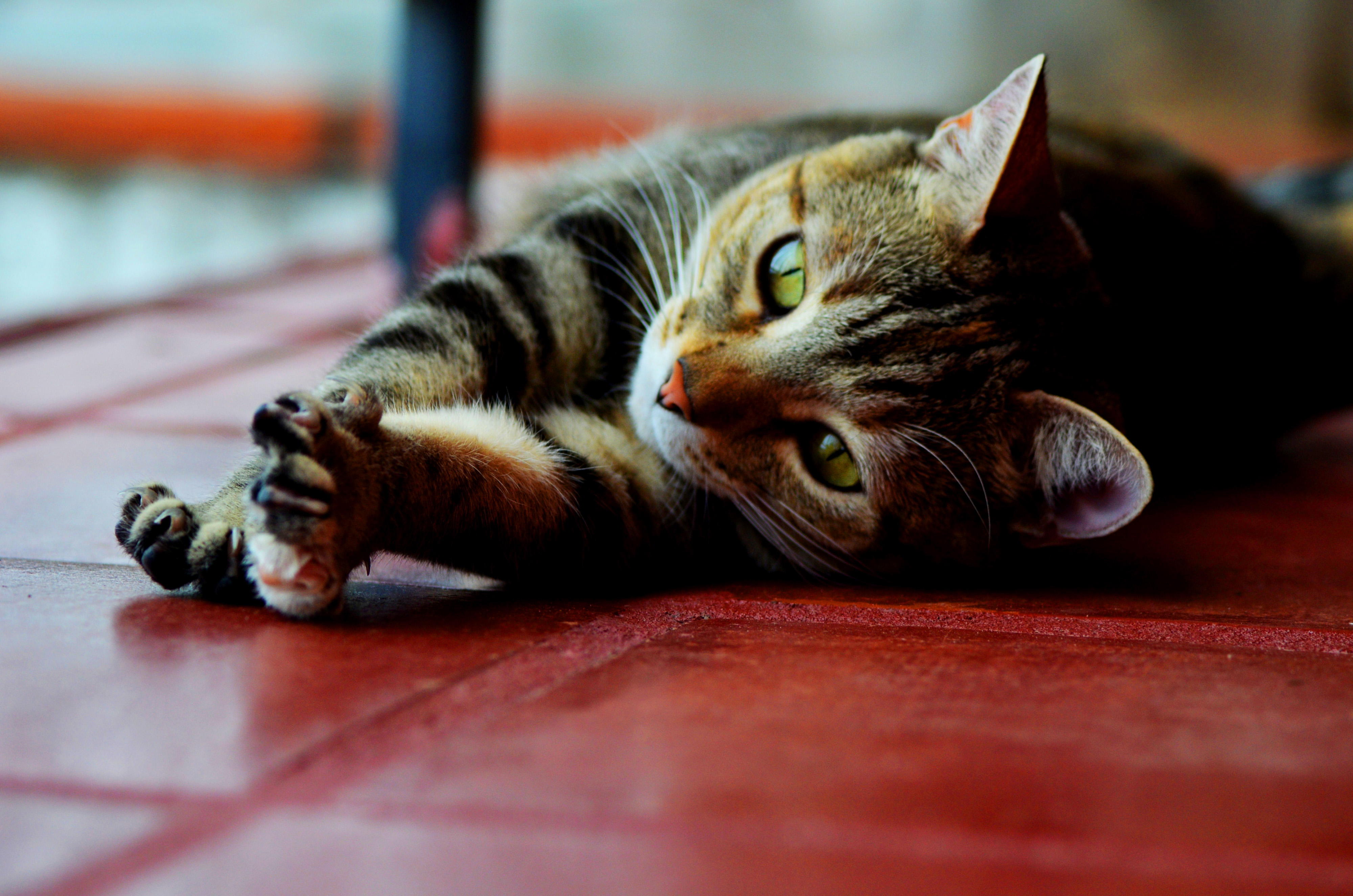 Nicole Tang cat photography of a cat stretching her legs