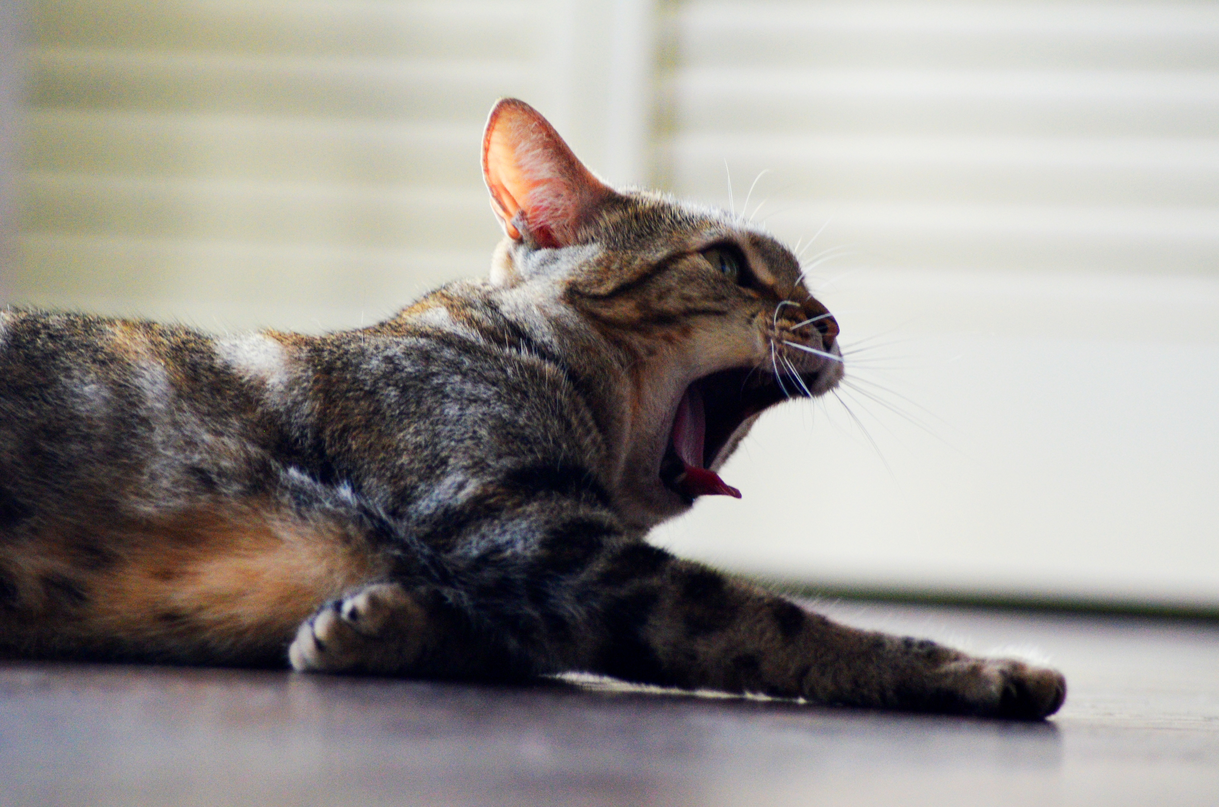 Nicole Tang cat photography of a yawning cat