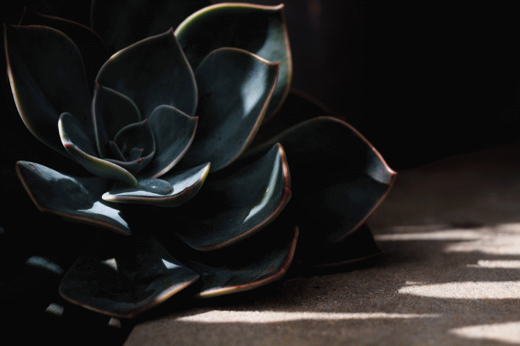 Nicole Tang photography of a close up view of a succulent