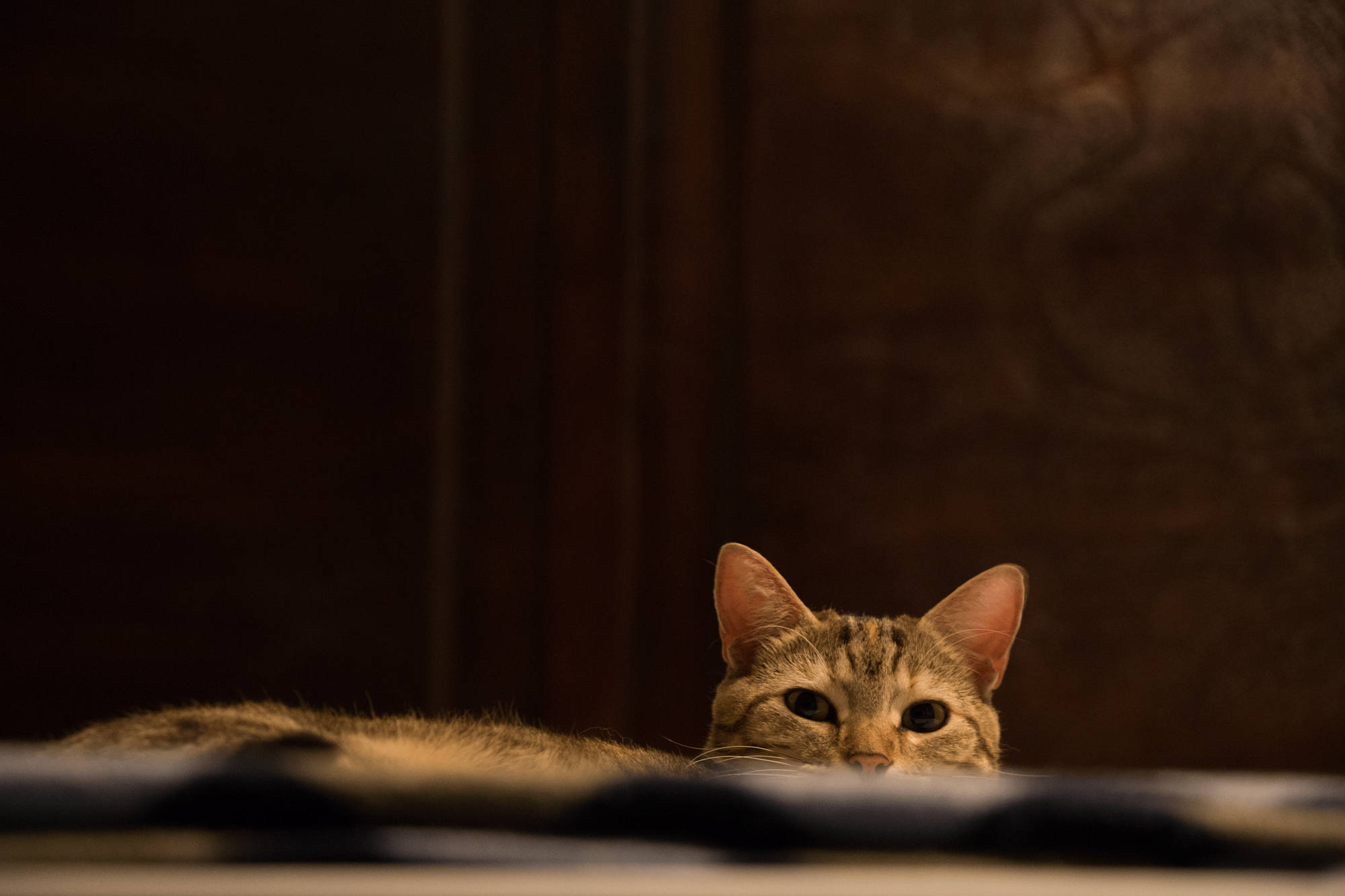 Nicole Tang cat photography of her cat