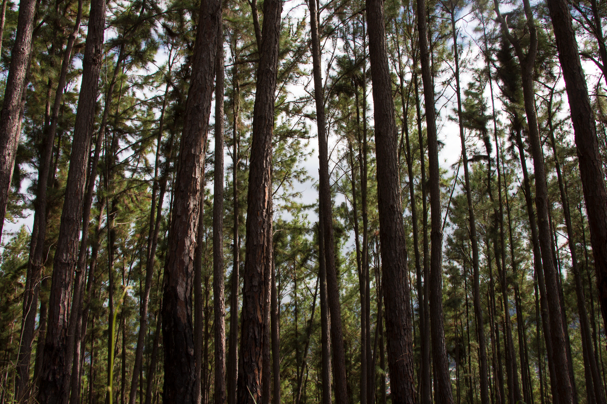 Nicole Tang landscape photography of a pine forest